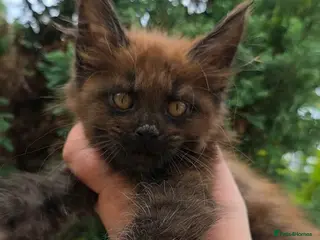 Maine Coon cats ✅✅❤️Show Quality Registered Maine Coon Kittens❤️✅✅ - Advert 4