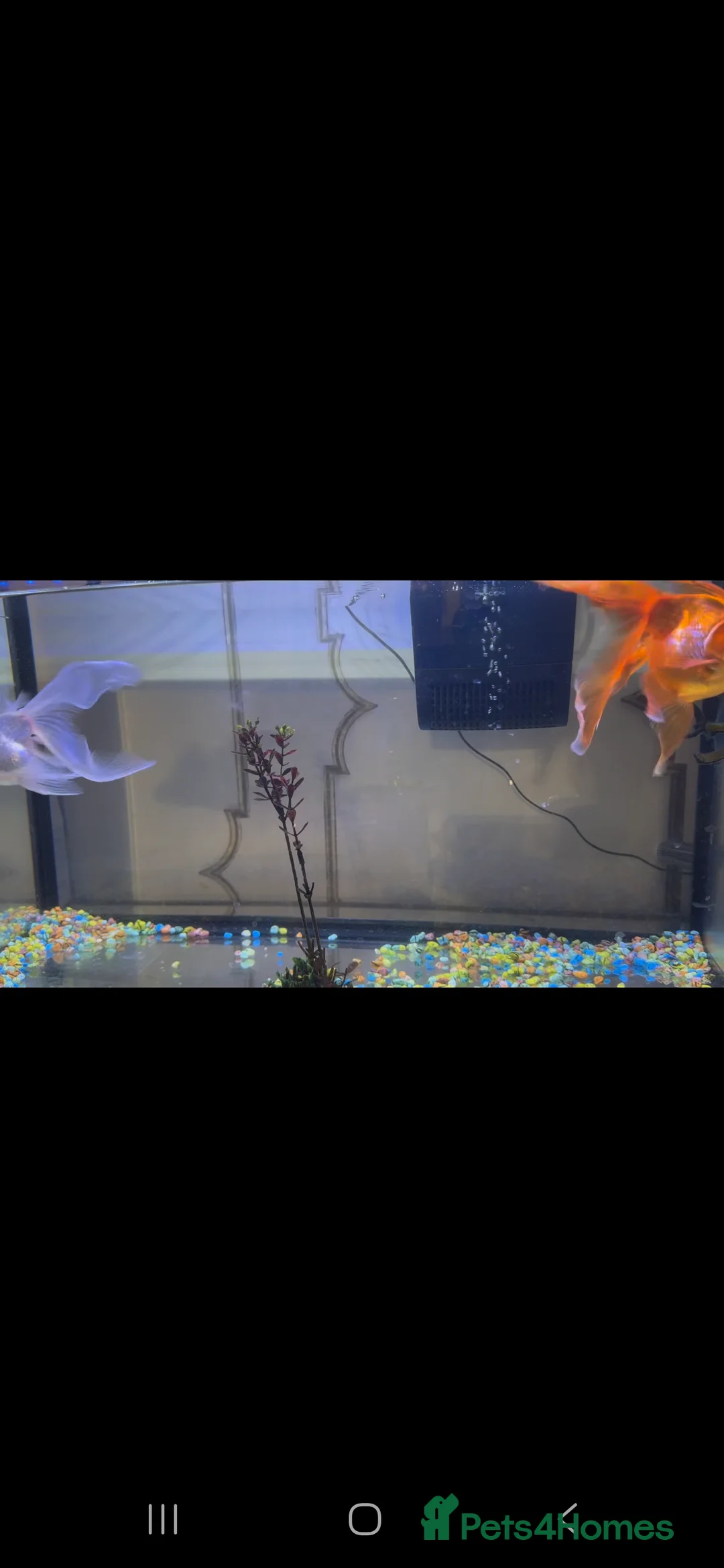 Goldfish fish for sale: Gold fish - Advert 3