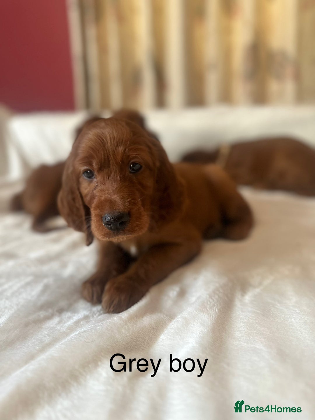 Irish Setter dogs for sale: Irish Setter Puppies 💜 - Image 34