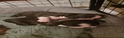 Boston Terrier dogs for sale: Stunning Boston Terrier Puppies - Advert 7