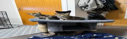 Domestic Shorthair cats for sale: Kittens in Huntly - Advert 21