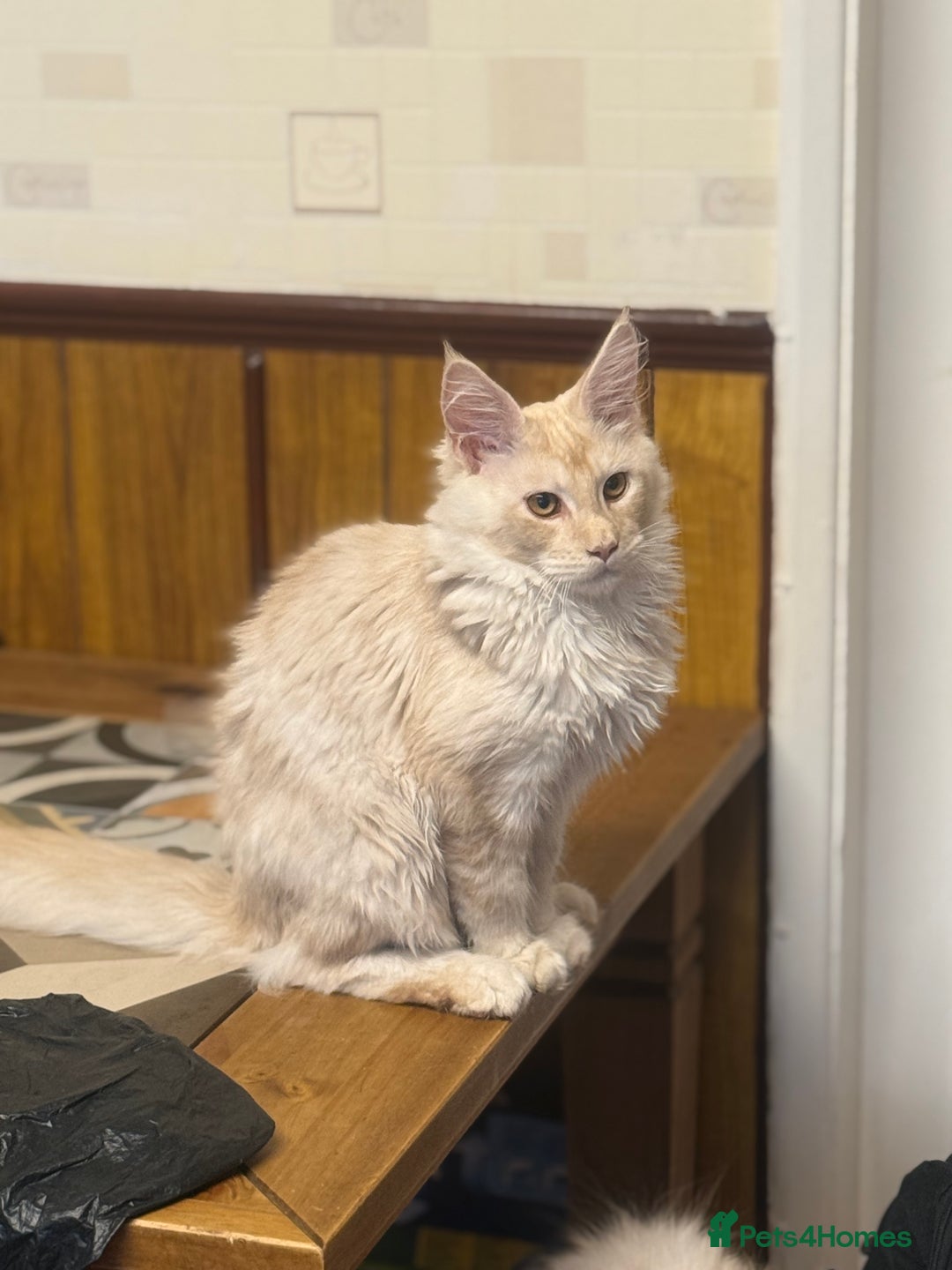 Maine Coon cats for sale: Maine Coon Gccf in Boston - Image 29