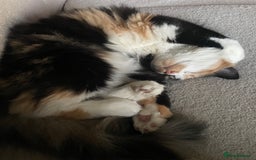 Norwegian Forest Cat cats for sale: Beautiful cat for sale - Image 3