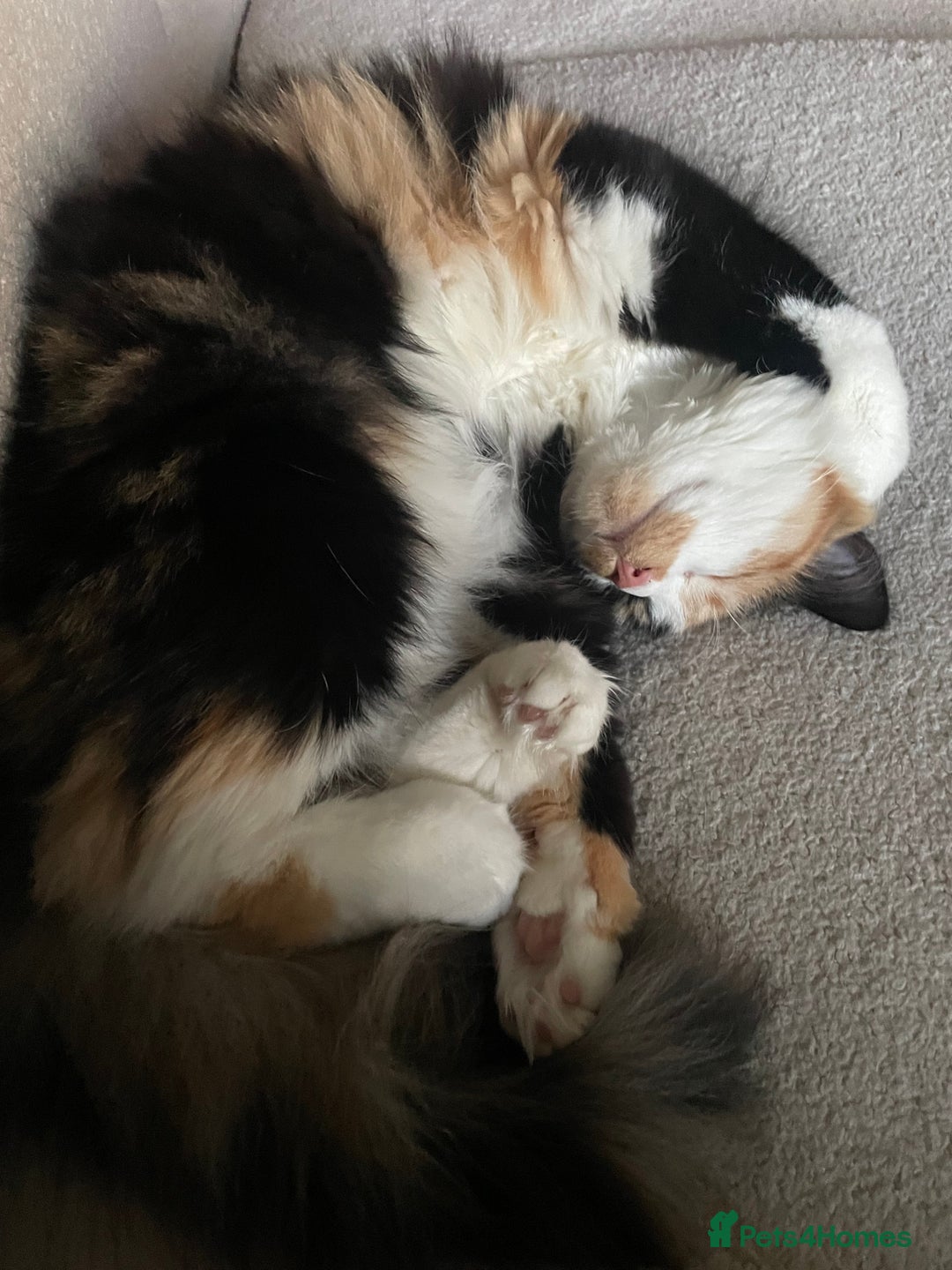 Norwegian Forest Cat cats for sale: Beautiful cat for sale - Image 3