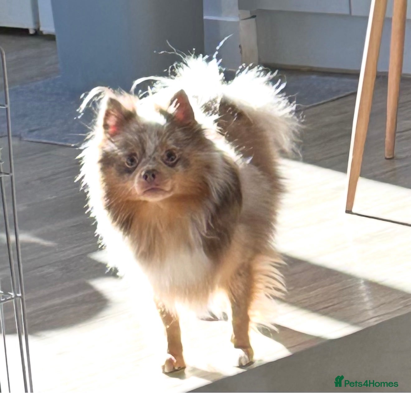 Pomeranian dogs Beautiful white and lilac female Pomeranian  - Advert 1