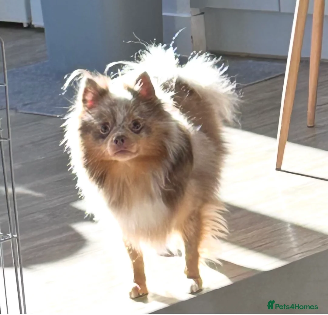 Pomeranian dogs for sale: Beautiful white and lilac female Pomeranian  - Advert 1