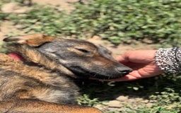 Mixed Breed dogs for adoption: Meet Lovely little LOTTIE! she needs a Loving Home - Image 25