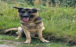 German Shepherd dogs for sale: German Shepherd 2 years old  - Image 1