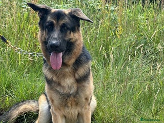 German Shepherd dogs - Advert 34