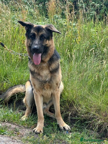 German Shepherd dogs - Advert 1