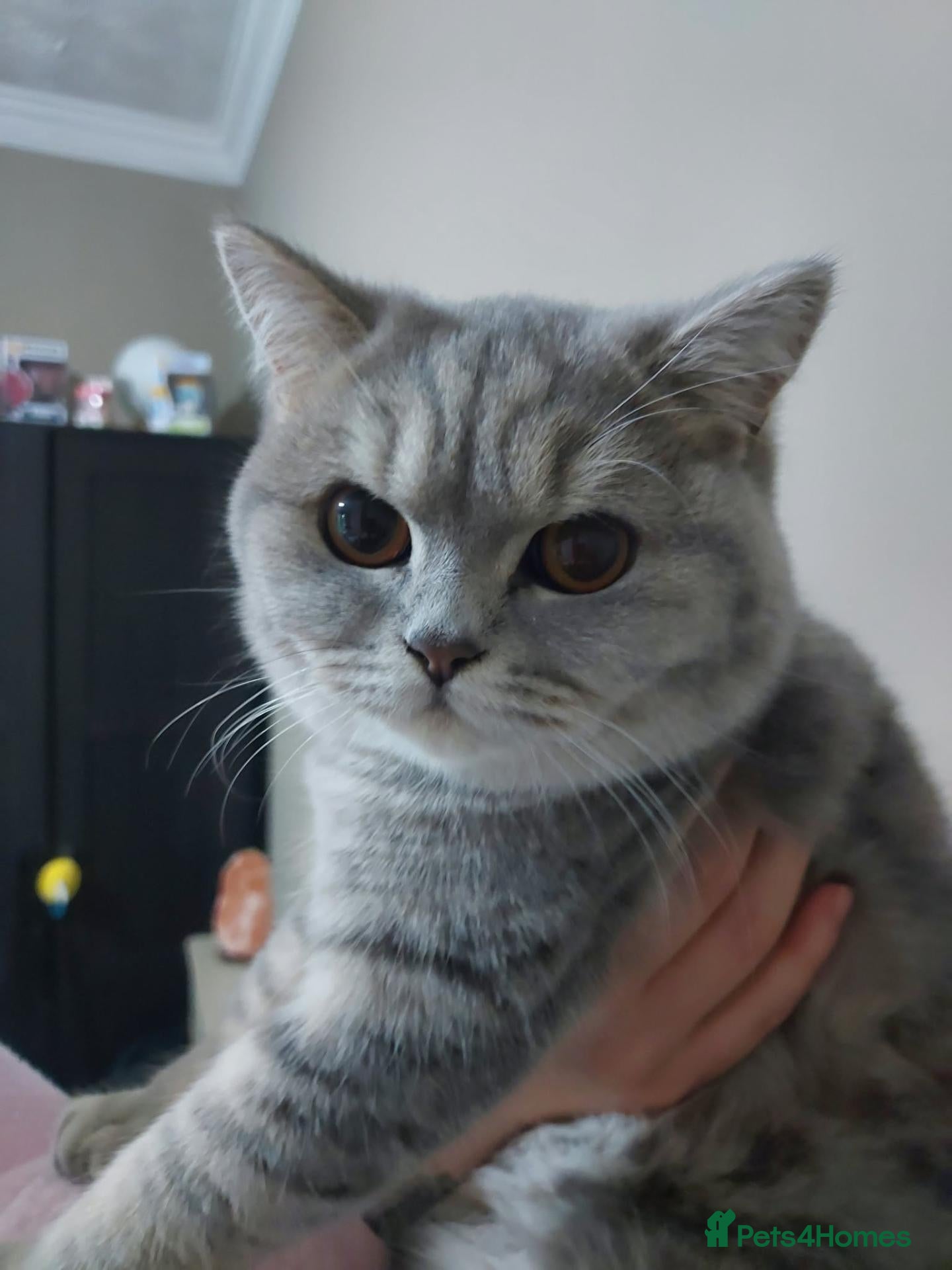 British Shorthair cats for sale: Beautiful British shorthair kitten  - Advert 6