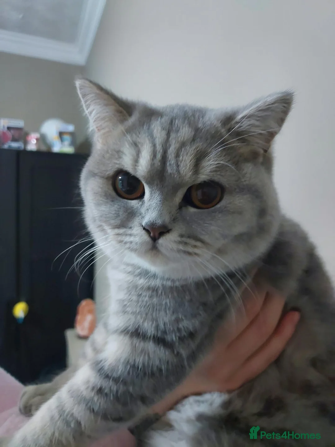British Shorthair cats for sale: Beautiful British shorthair kitten  in Halesowen - Advert 1