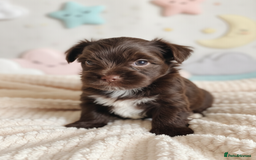 Yorkshire Terrier dogs for sale: Outstanding RARE Yorkshire terrier chocolate  - Image 3