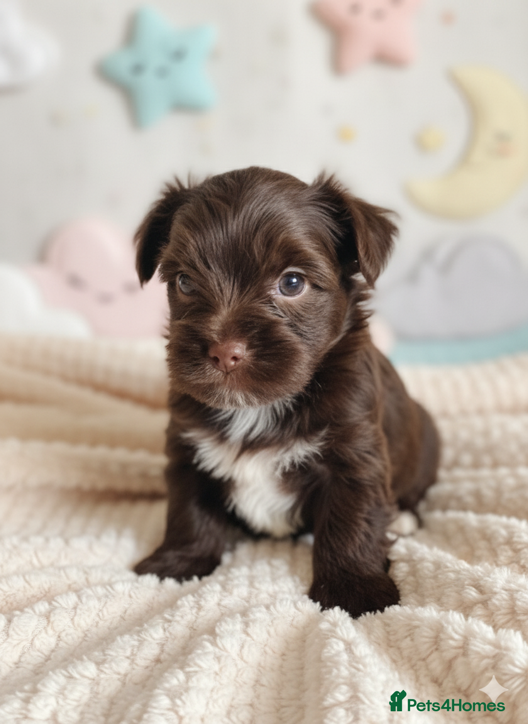 Yorkshire Terrier dogs for sale: Outstanding RARE Yorkshire terrier chocolate  - Image 3