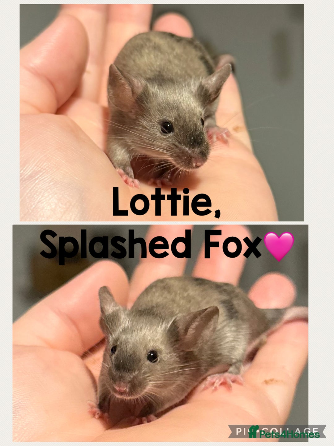 Mouse rodents for sale: Ethically Bred Mouse Pups - Waiting List Open!  - Advert 4