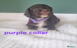 Cocker Spaniel dogs for sale: Beautiful cocker spaniel puppies - Image 24