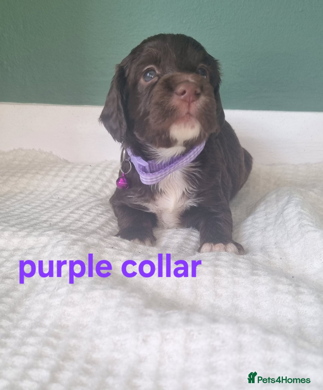 Cocker Spaniel dogs for sale: Beautiful cocker spaniel puppies - Image 24