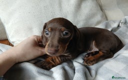 Miniature Dachshund dogs for sale: READY FOR NEW HOME Miniature Dachshund  - Image 4