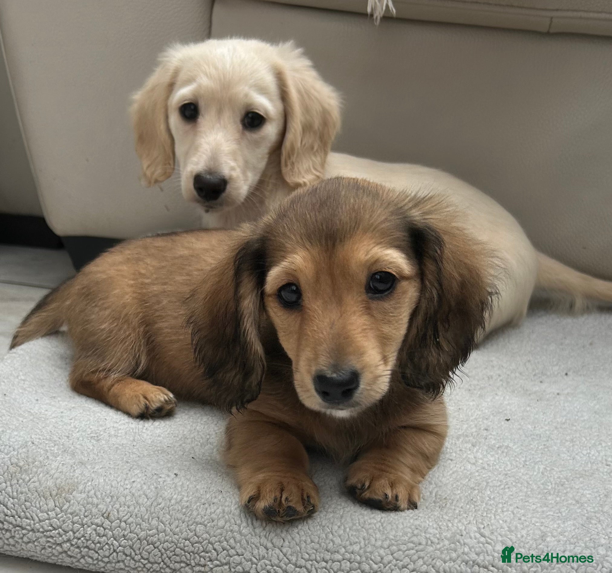 Dachshund dogs Miniature Long-haired RKC Reg. Girl!  - Advert 11