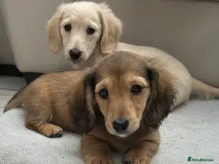 Dachshund dogs Miniature Long-haired RKC Reg. Girl! - Advert 11