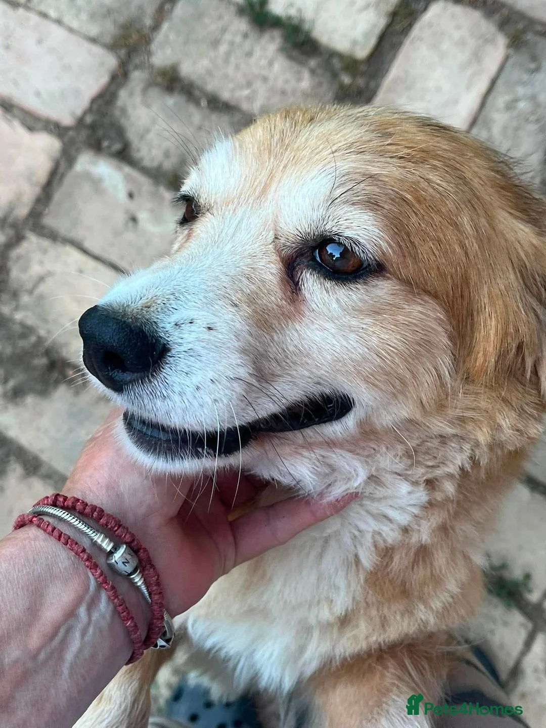 Mixed Breed dogs for adoption: Mable in Staines - Advert 1