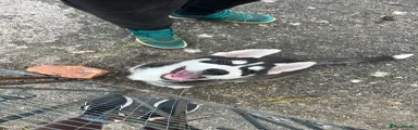 Utonagan Puppy 1