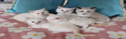 Ragdoll cats for sale: GCCF registered Ragdoll kittens  - Advert 4