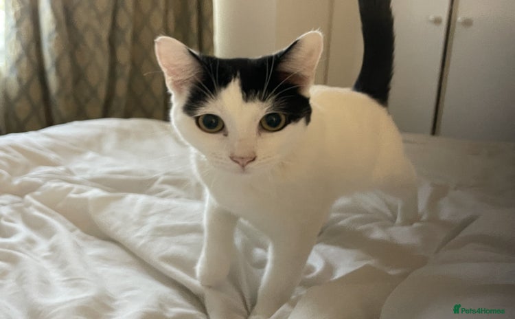 Mixed Breed cats for sale - Advert 2