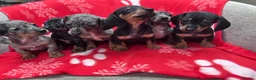 Miniature Dachshund dogs for sale: ****6 beautiful boys 💙💙*** - Advert 4