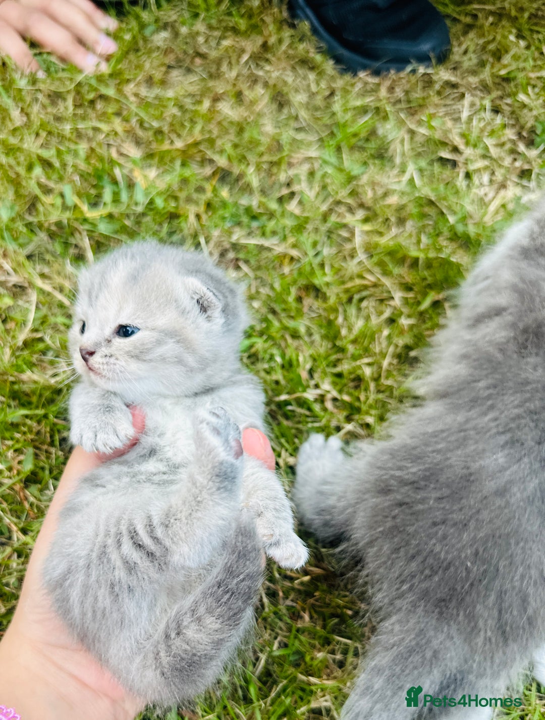 Scottish Fold cats for sale: Adorable Kittens Looking for Their Forever Homes🐾 - Image 12