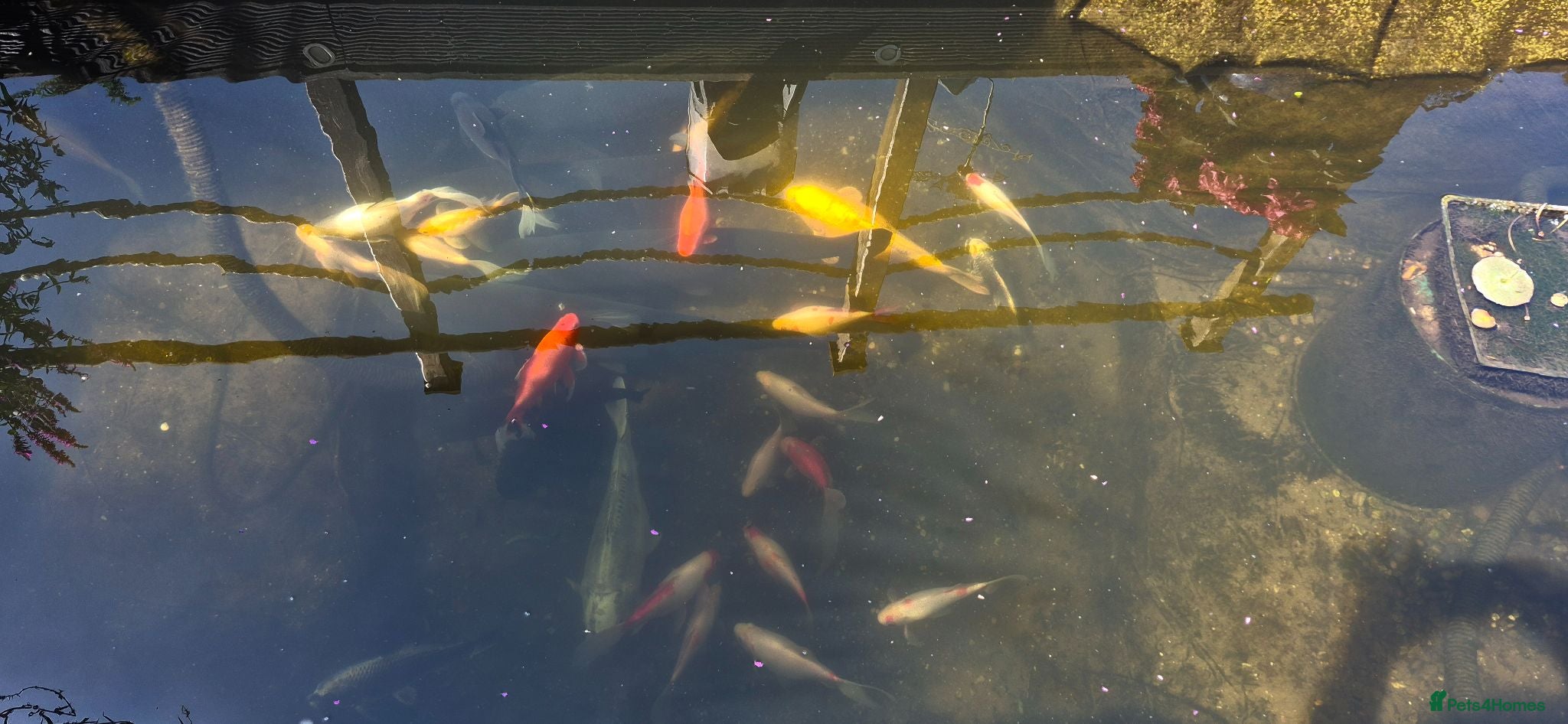 Koi Carp fish Pond clearance - Advert 2