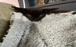 Mixed Breed cats for sale: Beautiful kittens - Image 3