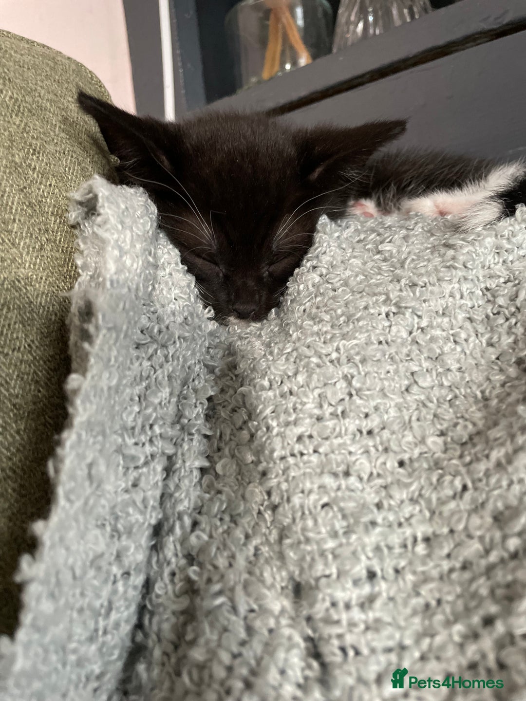 Mixed Breed cats for sale: Beautiful kittens - Image 3