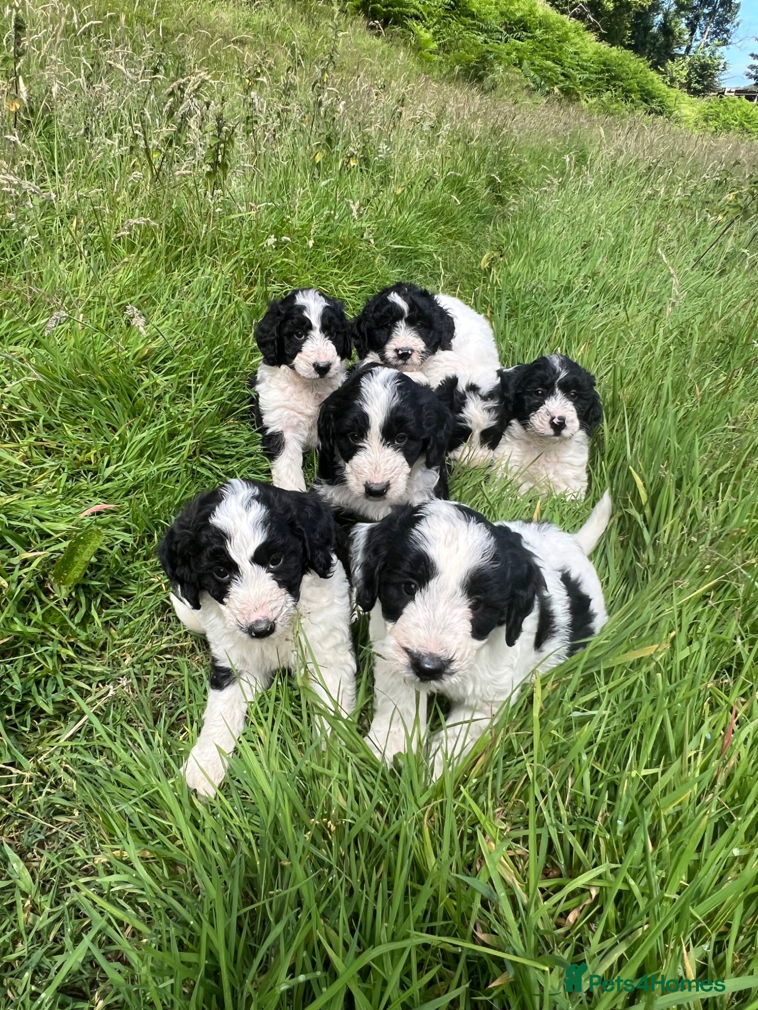Bordoodle dogs Beautiful Bordoodle pups  - Advert 3
