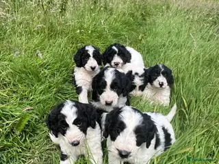 Bordoodle dogs Beautiful Bordoodle pups - Advert 3