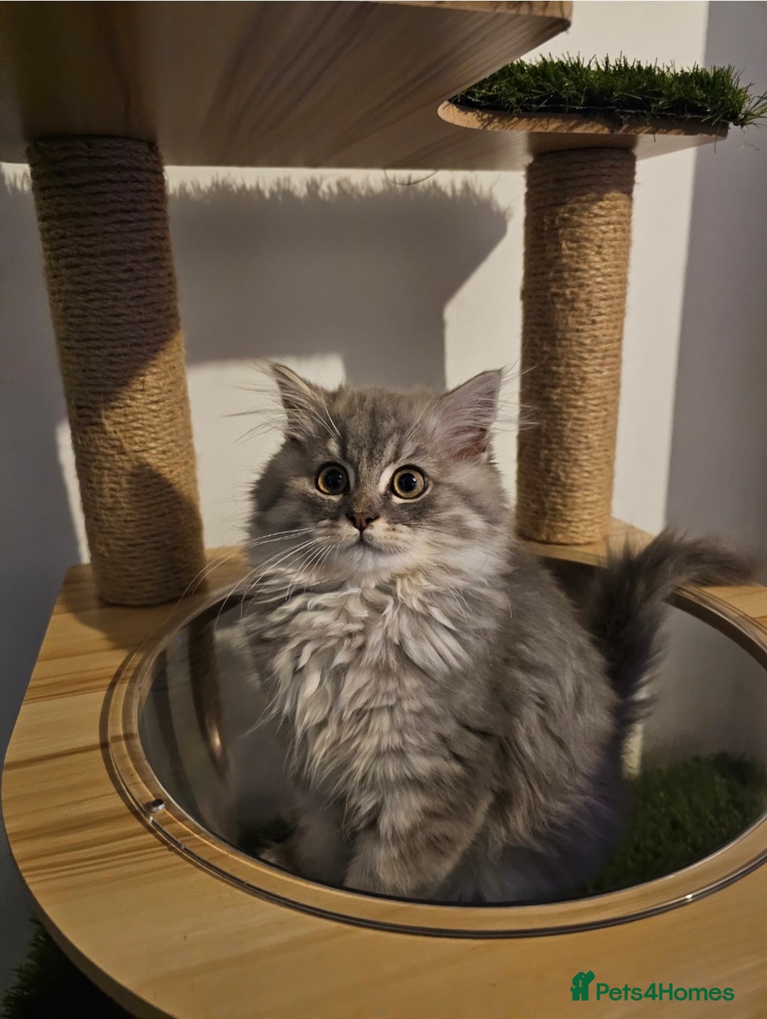 British Longhair cats for sale: British longhair mix fluffy kittens  - Advert 4