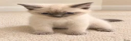 Persian cats for sale: Rag doll x Persian kitten  - Advert 3