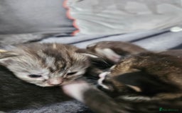 British Longhair cats for sale: Longhaired grey and black kittens, 2 ready now - Image 12