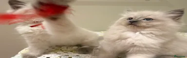 Ragdoll Kitten 2