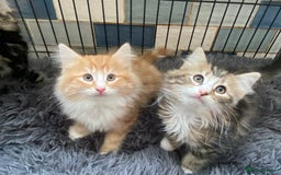 Norwegian Forest Cat cats for sale: 3 Norwegian Forrest Kittens - Image 2