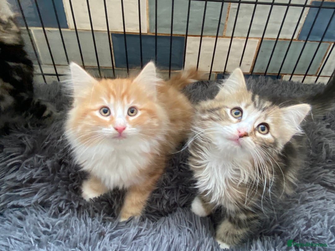 Norwegian Forest Cat cats for sale: 3 Norwegian Forrest Kittens - Image 2
