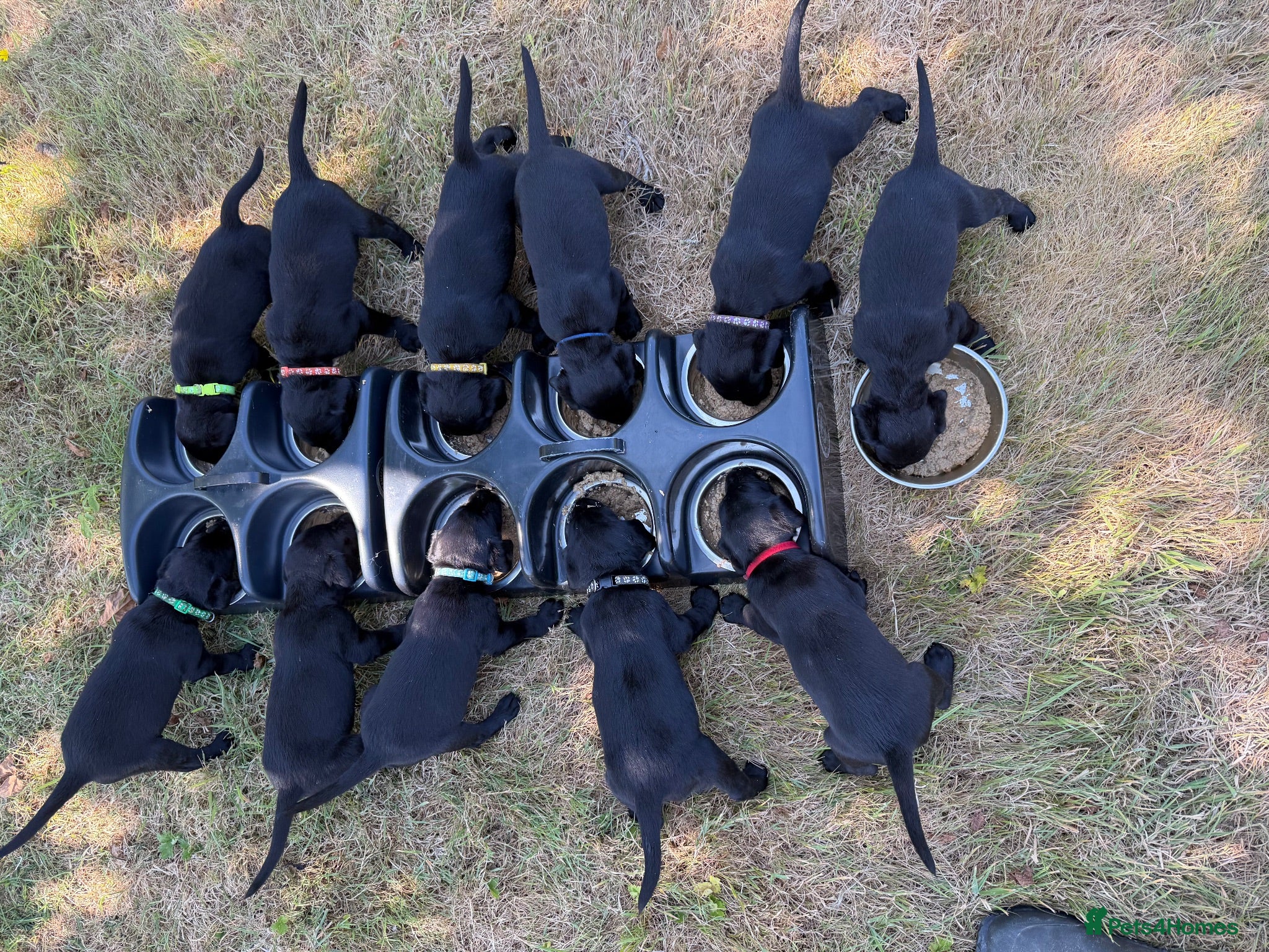 Labrador Retriever dogs KC Labrador puppies  - Advert 1