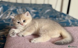 British Shorthair cats for sale: Ready now golden BSH - Image 16