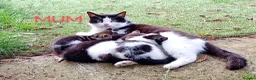 Mixed Breed cats for sale: Lovely playful kittens looking for a new home  - Advert 5