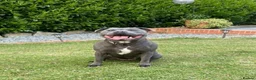 Staffordshire Bull Terrier dogs for sale: KC Black staffordshire bull terrier  - Advert 4