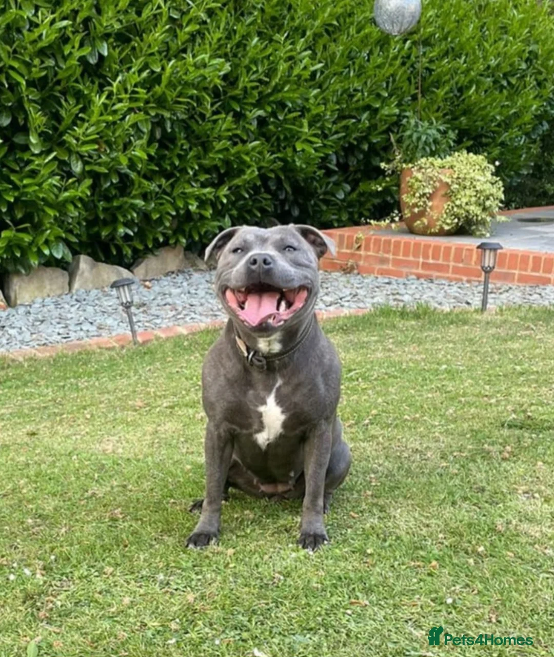 Staffordshire Bull Terrier dogs for sale: KC Black staffordshire bull terrier  - Advert 4