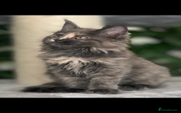 Maine Coon cats for sale: Tica Stunning Kittens  - Image 4