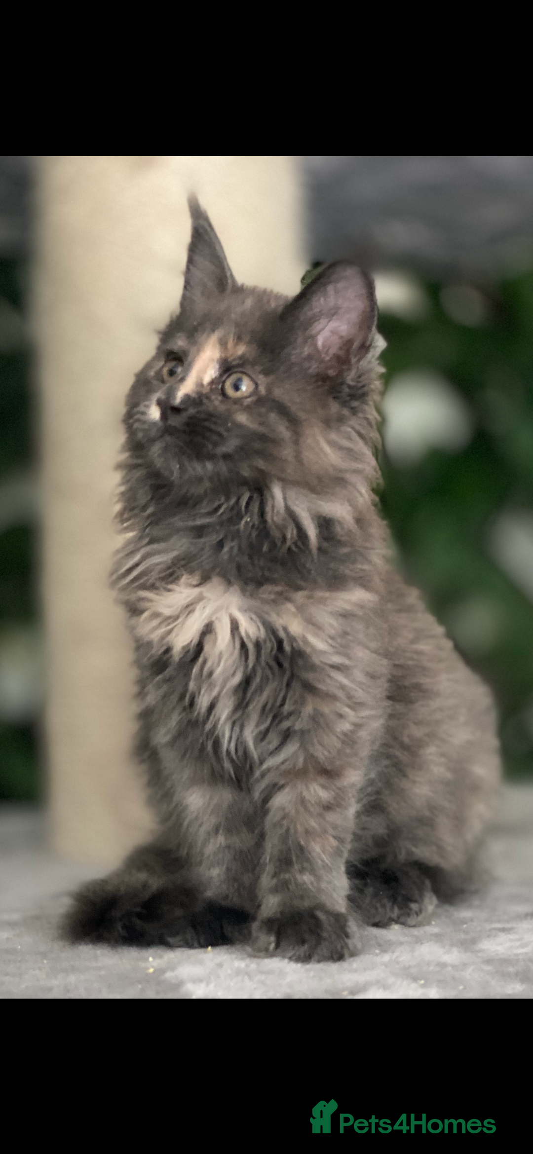 Maine Coon cats for sale: Tica Stunning Kittens  - Image 4