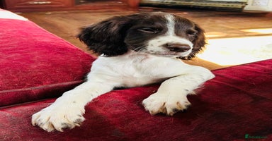 English Springer Spaniel dogs - Advert 15