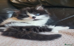 Turkish Angora cats for sale: Pure Turkish Angora - Image 6